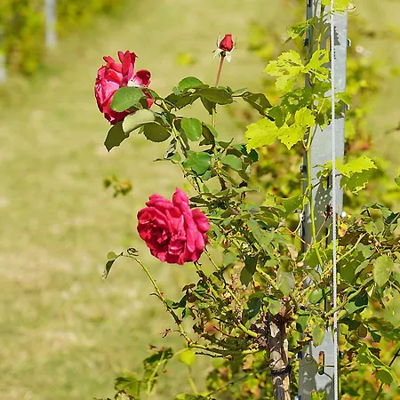 Corte Tonolli Alloggio per agriturismo *